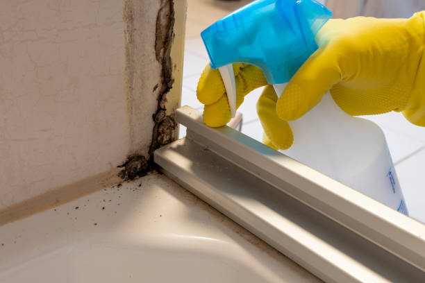 Best Attic Mold Removal  in USA